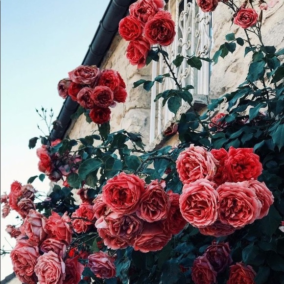 Meet your Posher, Jada - Picture 1 of 1